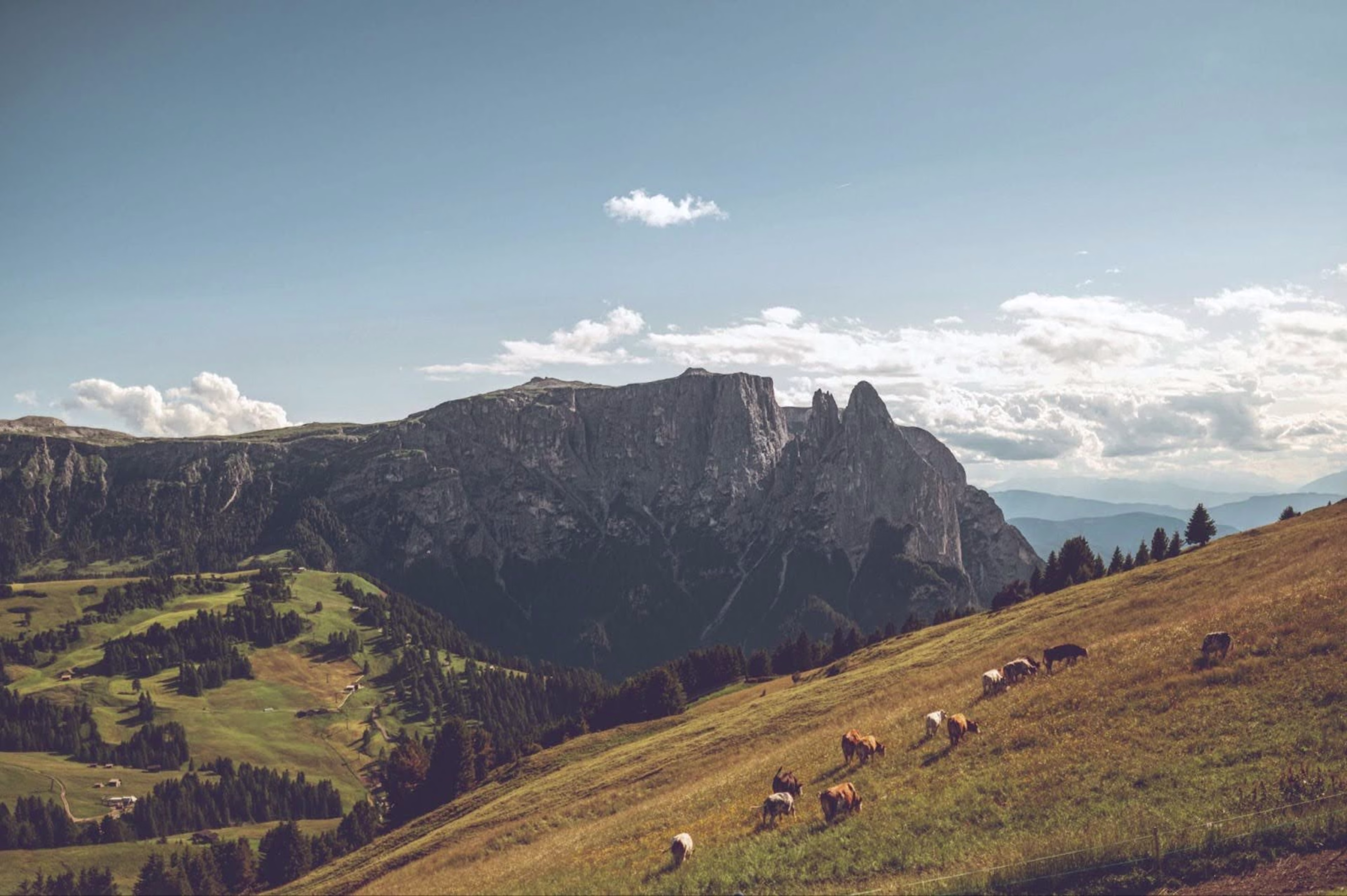 [Customer story] IDM Sudtirol - Cover Image